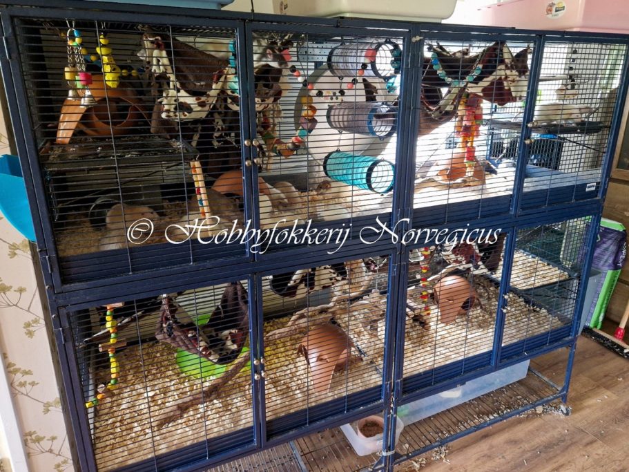 De kooi voor de dames