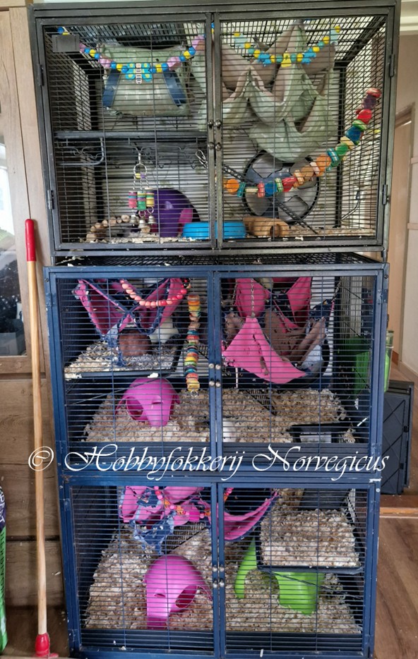 Mannenkooi met bovenop de rittenkooi