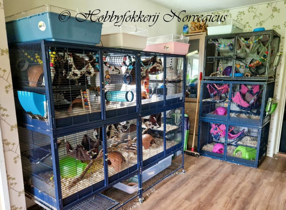 Overzichtsfoto kooien woonkamer